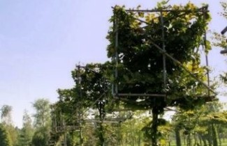 Afbeelding Beuk - Fagus sylvatica