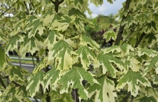 Afbeelding Gevlekte Noorse Esdoorn - Acer platanoides 'Drummondii'