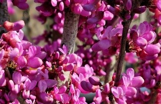 Afbeelding Chinese Judasboom 'Avondale' - Cercis chinensis 'Avondale'