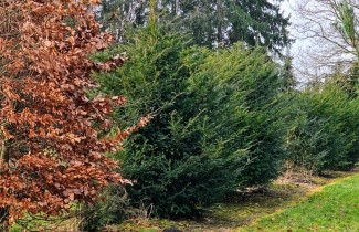 Afbeelding Venijnboom - Taxus baccata
