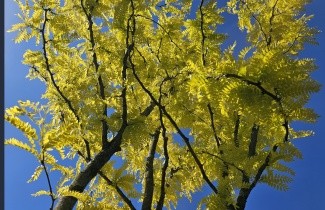 Afbeelding Valse Christusdoorn - Gleditsia triacanthos 'Sunburst'
