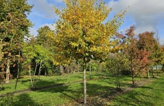 Afbeelding Sycoparrotia semidecidua - Sycoparrotia semidecidua