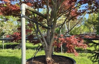 Afbeelding Japanse Esdoorn 'Red Emperor' - Acer palmatum 'Red Emperor'