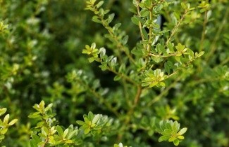 Afbeelding Impala hulst - Ilex maximowicziana 'Kanehirae'