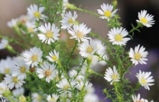 Afbeelding Herfstaster wit - Aster dumosus 'Apollo' per kist a 24 st.