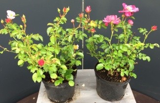Afbeelding Heesterroos 'Magic Meidiland' - Rosa (H) Magic Meidiland