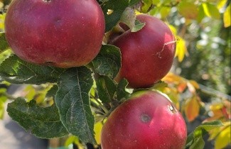 Afbeelding Appel 'Idared' - Malus domestica 'Idared'