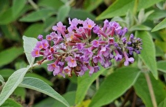 Afbeelding Vlinderstruik 'Flower Power' - Buddleja davidii 'Flower Power'