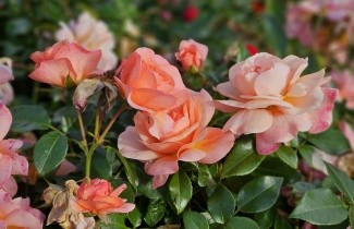 Afbeelding Trosroos roos Aprikola - Rosa Aprikola