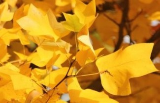 Afbeelding Tulpenboom - Liriodendron tulipifera