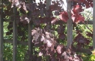 Afbeelding Sierdruif - Vitis vinifera 'Purpurea'