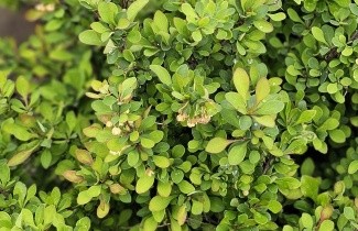 Afbeelding Japanse berberis - Berberis thunbergii