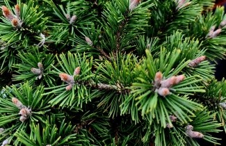 Afbeelding Bergden - Pinus mugo 'Humpy'