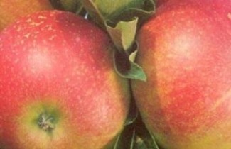 Afbeelding Appel 'Discovery' - Malus domestica 'Discovery'