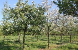 Afbeelding Appel 'Drentse Bellefleur' - Malus domestica 'Drentse Bellefleur'