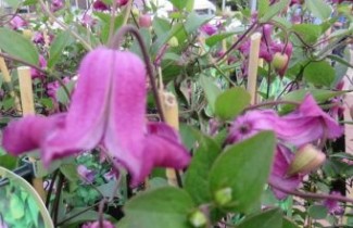 Afbeelding Bosrank 'Queen Mother' - Clematis 'Queen Mother'