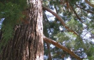 Afbeelding Mammoetboom 'Healthy Mammoth Two' - Sequoiadendron giganteum 'Healthy Mammoth Two'