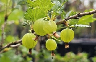 Afbeelding Witte kruisbes 'Hinnonmacky Gul' - Ribes uva-crispa 'Hinnonmacky Gul'