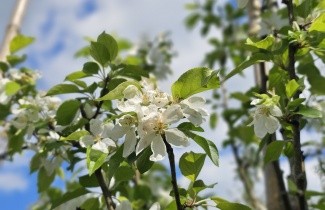 Afbeelding Sierappel 'John Downie' - Malus 'John Downie'
