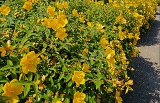 Afbeelding Hertshooi 'Hidcote' - Hypericum 'Hidcote'