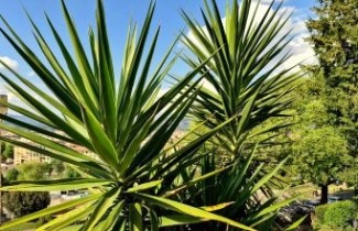 Afbeelding Palmlelie 'Gloriosa' - Yucca gloriosa