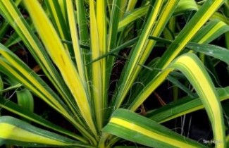 Afbeelding Palmlelie 'Golden Sword' - Yucca flaccida 'Golden Sword'
