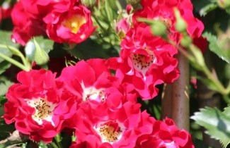 Afbeelding Ramblerroos 'Rambling Rosie' - Rosa (K) 'Rambling Rosie'