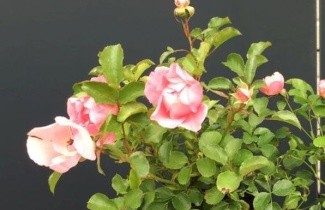 Afbeelding Bodembedekkende roos 'Sommerwind' - Rosa 'Sommerwind'