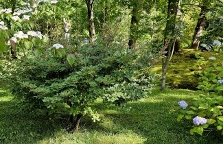 Afbeelding Pronkklokje - Enkianthus campanulatus