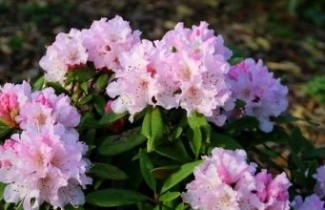 Afbeelding Rododendron 'Christmas Cheer' - Rhododendron 'Christmas Cheer'
