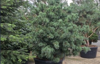 Afbeelding Compacte Japanse witte den met blauwe naalden - Pinus parviflora 'Schoon's Bonsai'