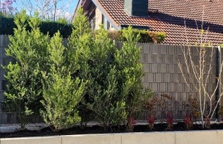 Afbeelding Japanse hulst 'Green Hedge' - Ilex crenata 'Green Hedge'