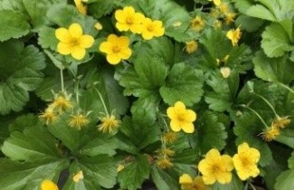 Afbeelding Gele aardbei - Waldsteinia ternata