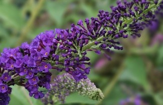 Afbeelding Vlinderstruik 'Empire Blue' - Buddleja davidii 'Empire Blue'