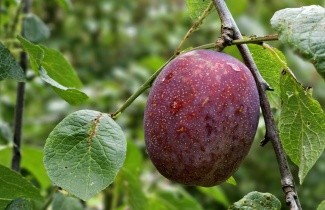 Afbeelding Pruim 'Hauszwetsche'  - Prunus domestica 'Hauszwetsche'