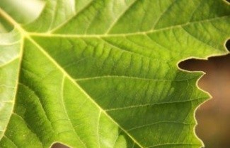Afbeelding Plataan - Platanus x hispanica