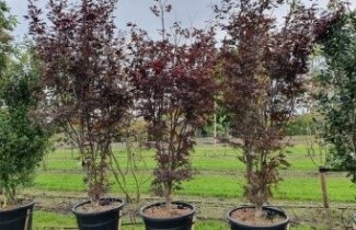 Afbeelding Japanse Esdoorn  'Nuresagi' - Acer palmatum 'Nuresagi'