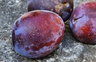 Afbeelding Pruim 'Bleu de Belgique' - Prunus domestica 'Bleue de Belgique'