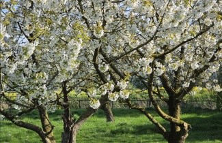 Afbeelding Kers 'Mierlose Zwart' - Prunus avium 'Mierlose Zwart'