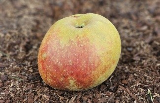 Afbeelding Appel 'Schone van Boskoop' Goudreinet - Malus domestica 'Schone van Boskoop'