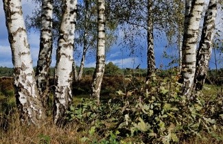 Afbeelding Ruwe Berk, cultivar - Betula pendula 'Zwitsers Glorie'
