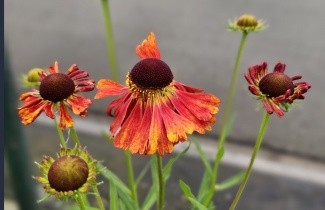 Afbeelding Zonnekruid - Helenium 'Moerheim Beauty'