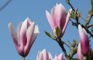 Afbeelding Magnolia 'Royal Crown' - Magnolia 'Royal Crown'