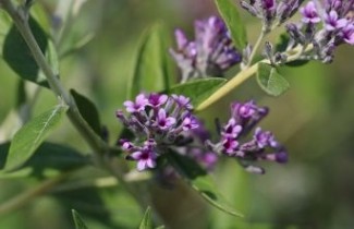 Afbeelding Vlinderstruik 'Unique' - Buddleja alternifolia 'Unique'