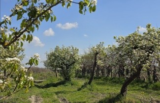 Afbeelding Peer ras onbekend - Pyrus communis cv