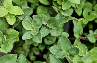 Afbeelding Honingbes 'Duet' - Lonicera caerulea 'Duet'