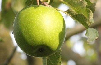 Afbeelding Appel 'Granny Smith' - Malus domestica 'Granny Smith'