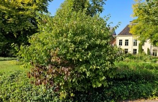 Afbeelding Rode kornoelje - Cornus sanguinea