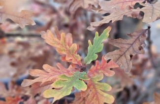 Afbeelding Eik 'Crimschmidt' - Quercus x bimundorum 'Crimschmidt'