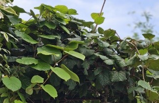 Afbeelding Mini kiwi - Actinidia arguta 'Issai'